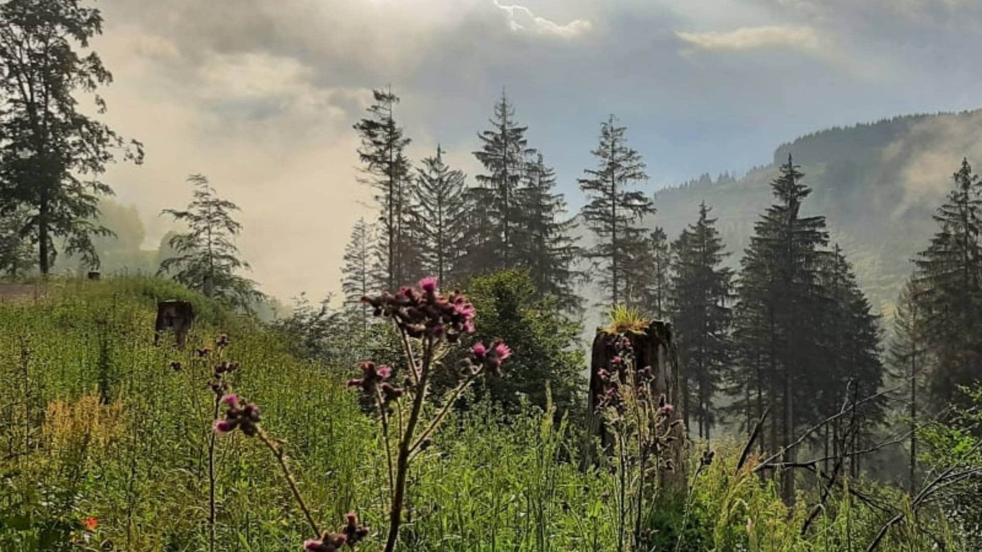 Neblige Berglandschaft im Harz mit Nadelwald und wilden Blumen im Vordergrund
